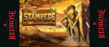 stampede betsoft redrose casino stampede betsoft redrose casino